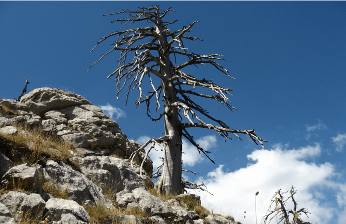 foto dell'albero italus più vecchio d'europa