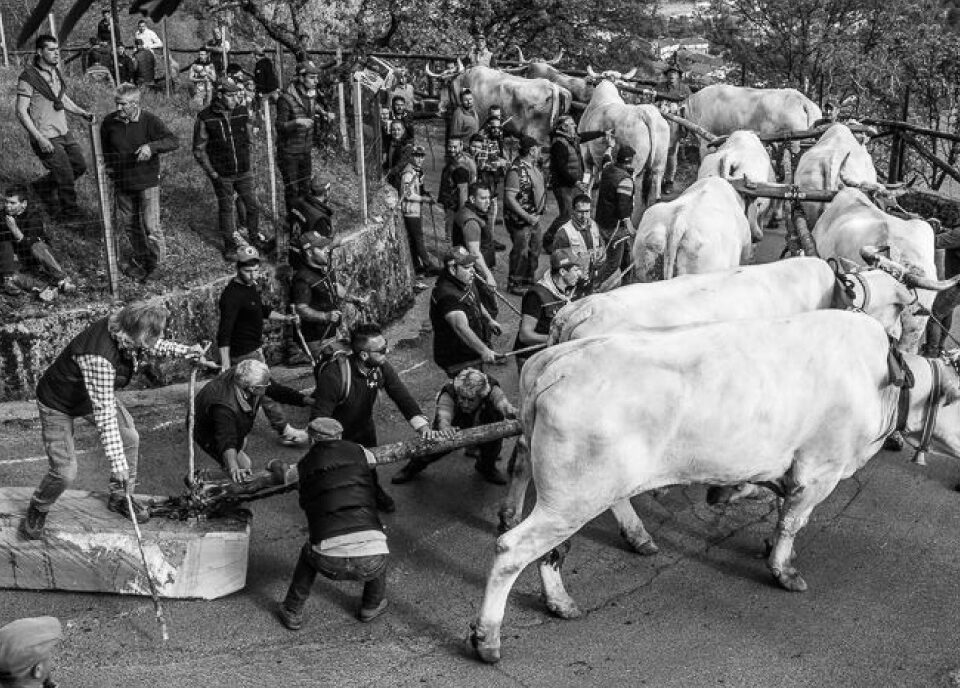 foto festa pitu e rocca vitellli e persone in basilicata