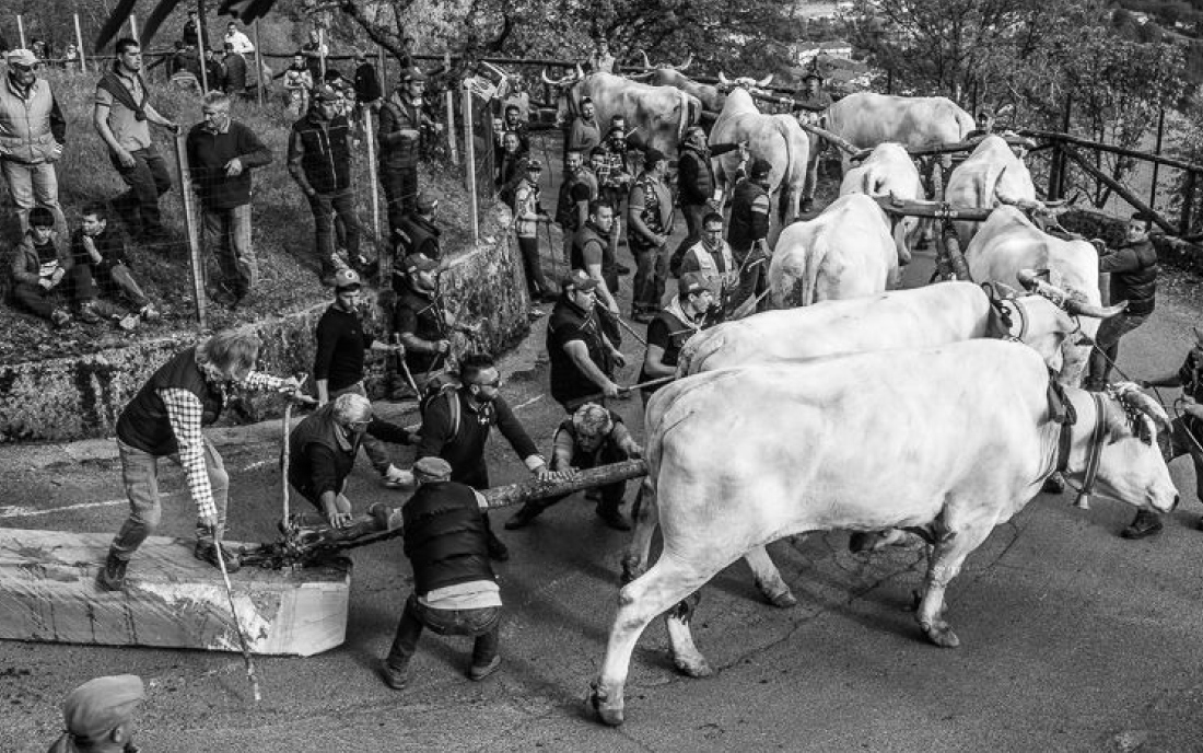 foto festa pitu e rocca vitellli e persone in basilicata