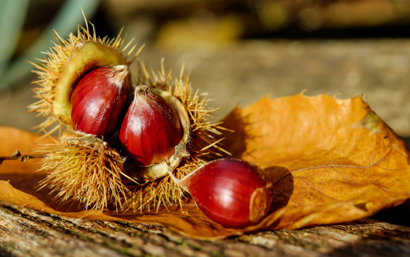 riccio con castagna e foglia autunno