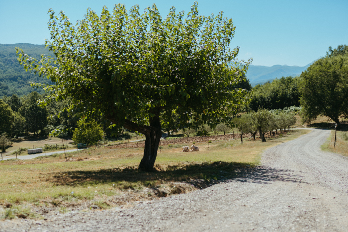 alberi giardino agriturismo